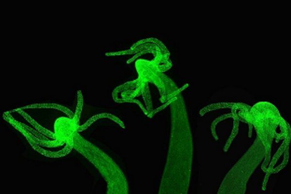 Kraken актуальное
