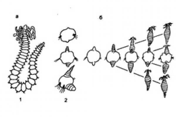 Kra43cc